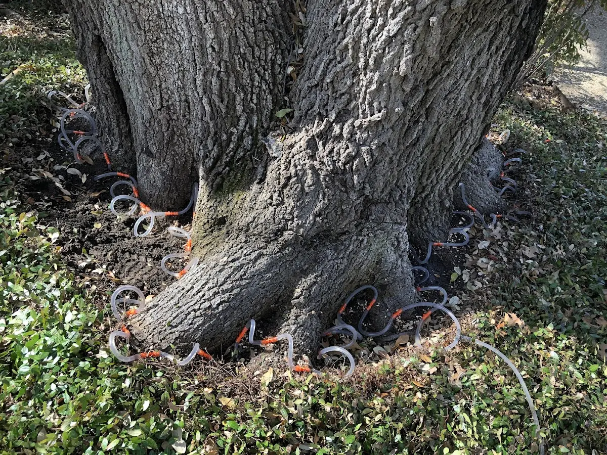 Detailed Tree Cabling and Bracing job site in Branchdale