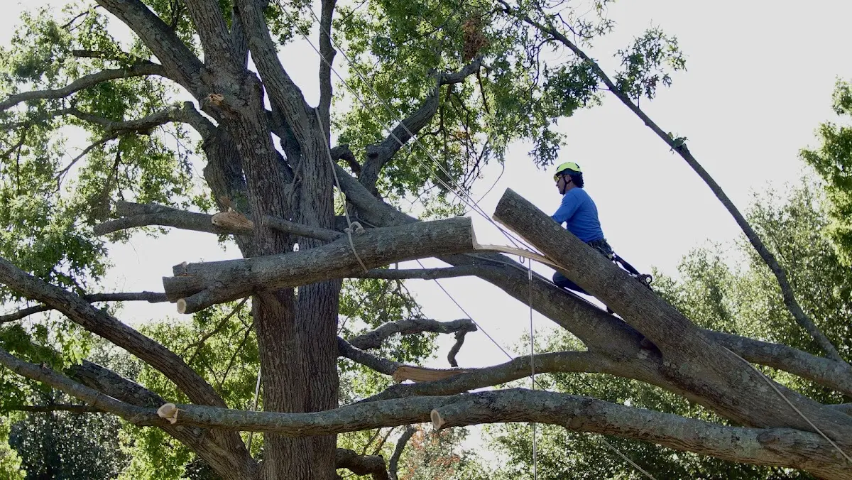 Professional Crown Thinning performed by certified arborists in Branchdale