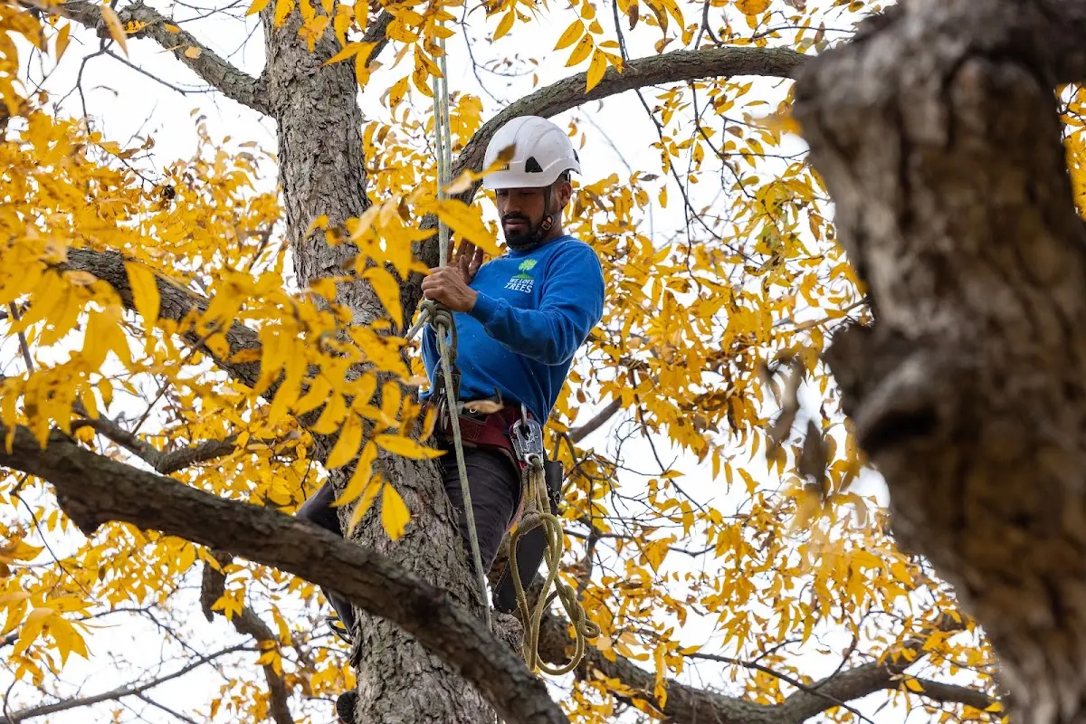 Skilled Tree Pruning crew working in Branchdale